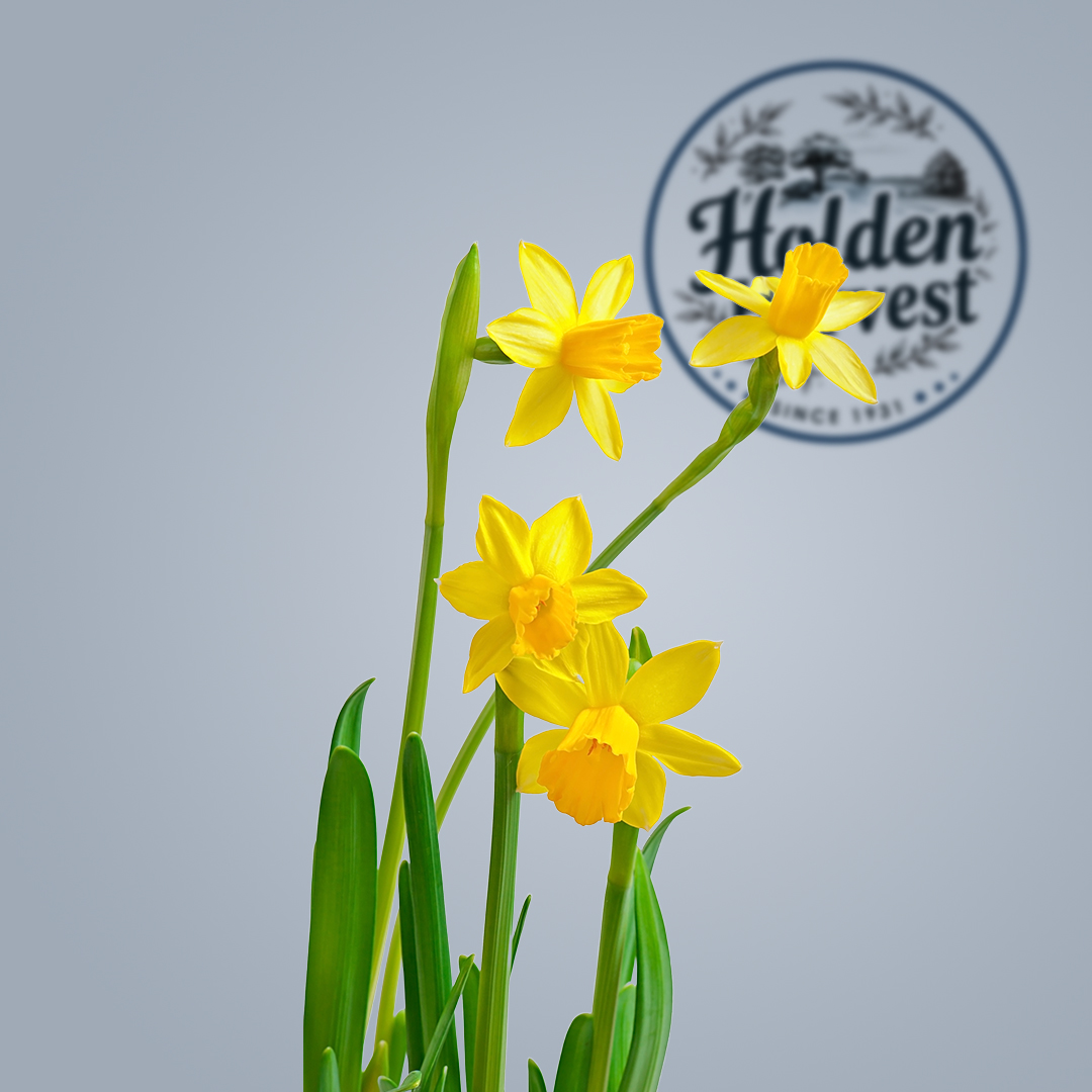 daffodils-white